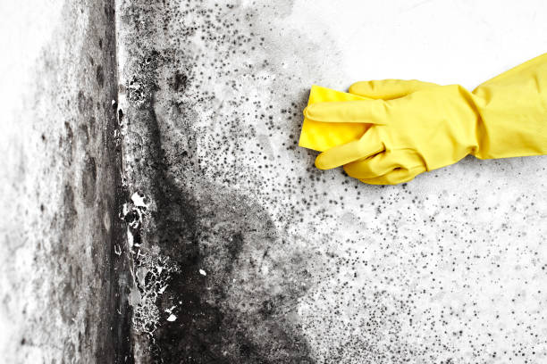 Best Black Mold Removal  in Starke, FL